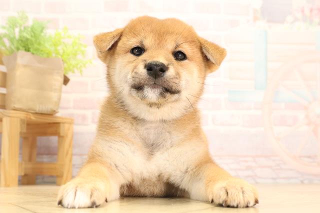 三重県の柴犬(標準サイズ) (Coo&RIKU津高茶屋店/2025年6月1日生まれ/女の子/赤)の子犬の1枚目の画像