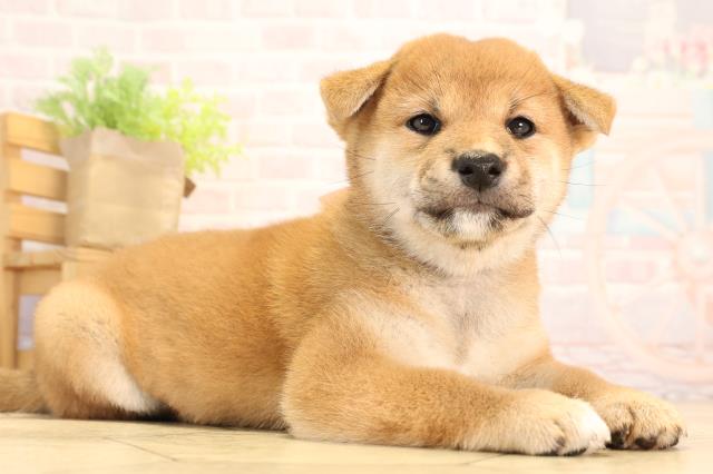 三重県の柴犬(標準サイズ) (Coo&RIKU津高茶屋店/2025年6月1日生まれ/女の子/赤)の子犬の2枚目の画像