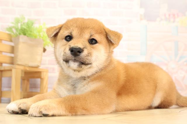三重県の柴犬(標準サイズ) (Coo&RIKU津高茶屋店/2025年6月1日生まれ/女の子/赤)の子犬の3枚目の画像