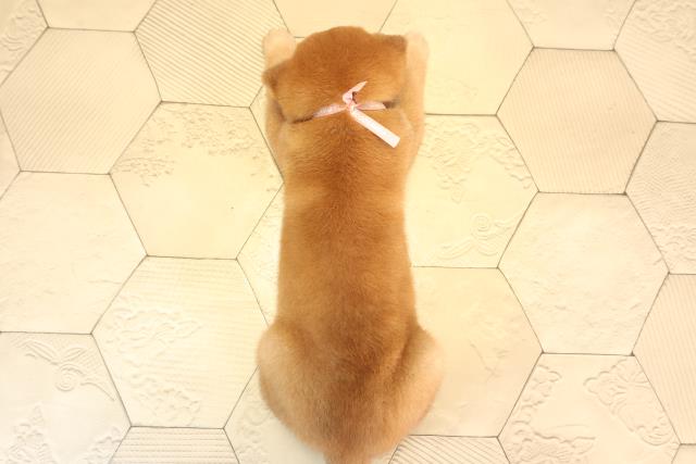 三重県の柴犬(標準サイズ) (Coo&RIKU津高茶屋店/2025年6月1日生まれ/女の子/赤)の子犬の4枚目の画像