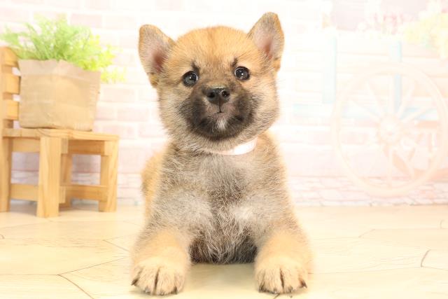 愛知県の豆柴 (Coo&RIKU豊橋店/2025年5月31日生まれ/女の子/赤)の子犬の1枚目の画像