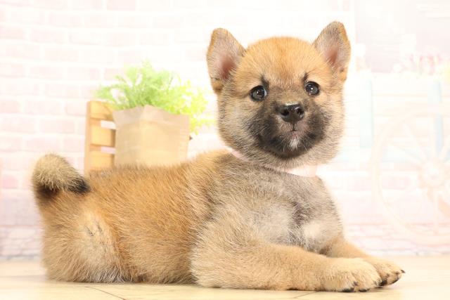 愛知県の豆柴 (Coo&RIKU豊橋店/2025年5月31日生まれ/女の子/赤)の子犬の2枚目の画像