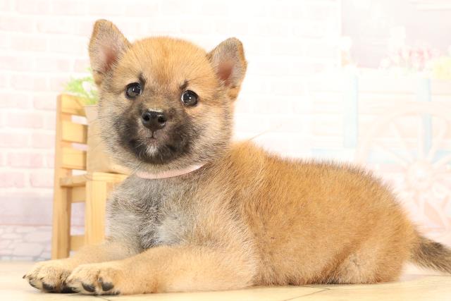 愛知県の豆柴 (Coo&RIKU豊橋店/2025年5月31日生まれ/女の子/赤)の子犬の3枚目の画像