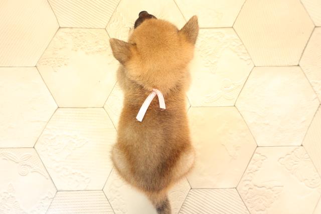 愛知県の豆柴 (Coo&RIKU豊橋店/2025年5月31日生まれ/女の子/赤)の子犬の4枚目の画像