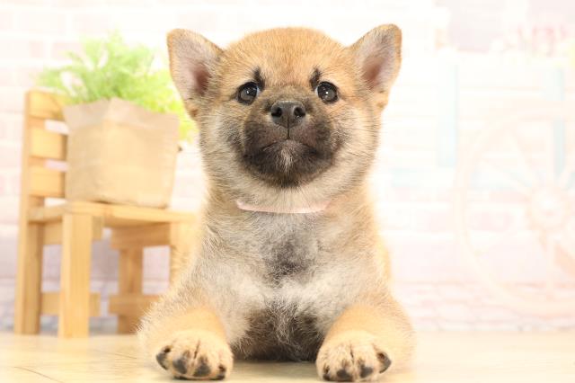 愛知県の豆柴 (Coo&RIKU名古屋中川店/2025年5月31日生まれ/女の子/赤)の子犬の1枚目の画像
