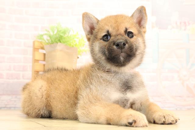 愛知県の豆柴 (Coo&RIKU名古屋中川店/2025年5月31日生まれ/女の子/赤)の子犬の2枚目の画像