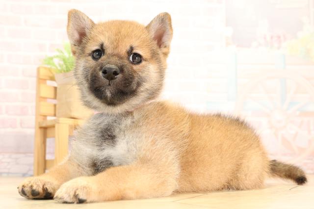 愛知県の豆柴 (Coo&RIKU名古屋中川店/2025年5月31日生まれ/女の子/赤)の子犬の3枚目の画像