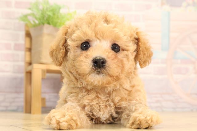 愛知県のビションプー(ビションフリーゼ×プードル) (Coo&RIKU名古屋滝ノ水店/2025年6月1日生まれ/男の子/アプリコット)の子犬の1枚目の画像