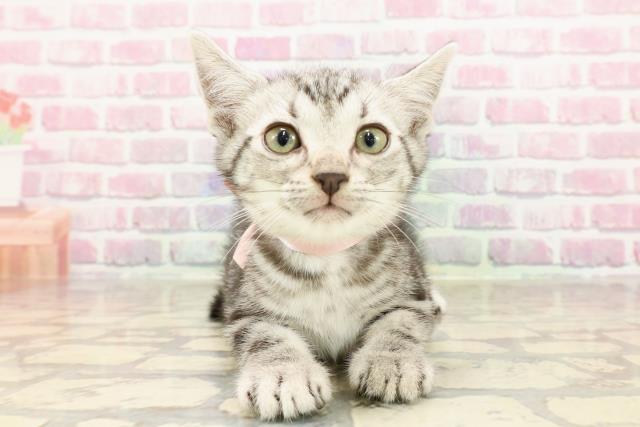 アメリカンショートヘアーの子猫一覧｜ペットショップCoo＆RIKU