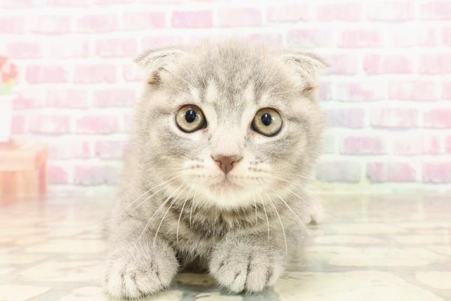 埼玉県のスコティッシュフォールド (Coo&RIKUアニマルケアセンター大宮/2025年5月29日生まれ/男の子/ブルータビー)の子猫の1枚目の画像