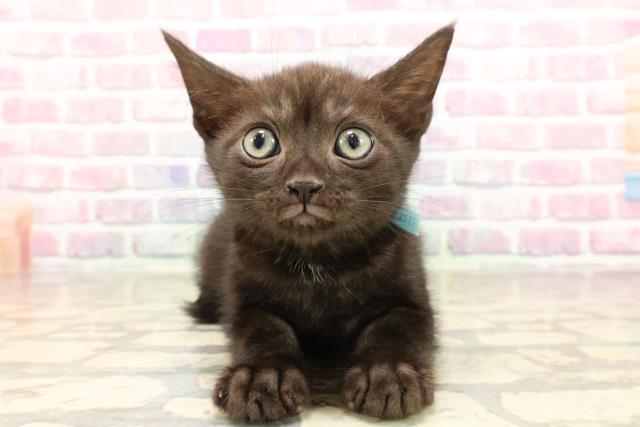 栃木県のアメリカンショートヘアー (Coo&RIKU小山店/2025年6月1日生まれ/男の子/ブラックスモーク)の子猫の1枚目の画像