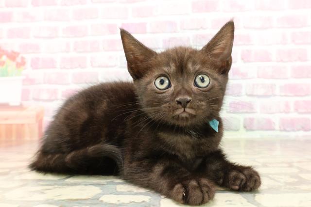 栃木県のアメリカンショートヘアー (Coo&RIKU小山店/2025年6月1日生まれ/男の子/ブラックスモーク)の子猫の3枚目の画像