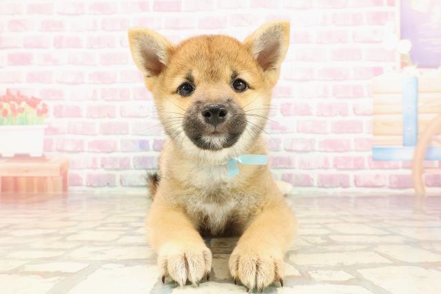 千葉県の柴犬(標準サイズ) (Coo&RIKUアクロスモール新鎌ケ谷店/2025年5月26日生まれ/男の子/赤)の子犬の1枚目の画像