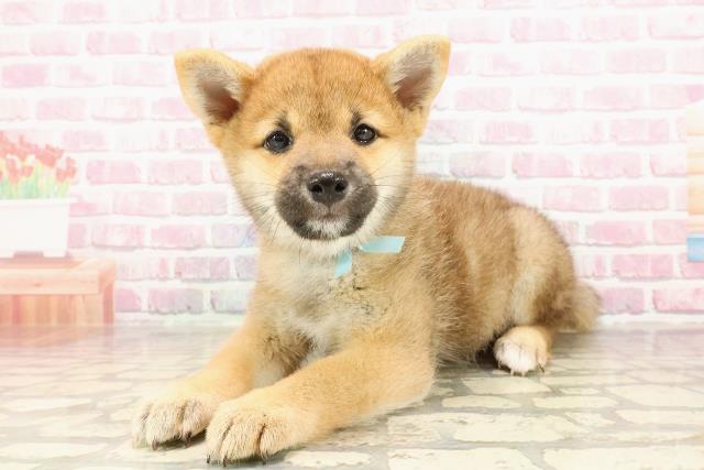 千葉県の柴犬(標準サイズ) (Coo&RIKUアクロスモール新鎌ケ谷店/2025年5月26日生まれ/男の子/赤)の子犬の2枚目の画像