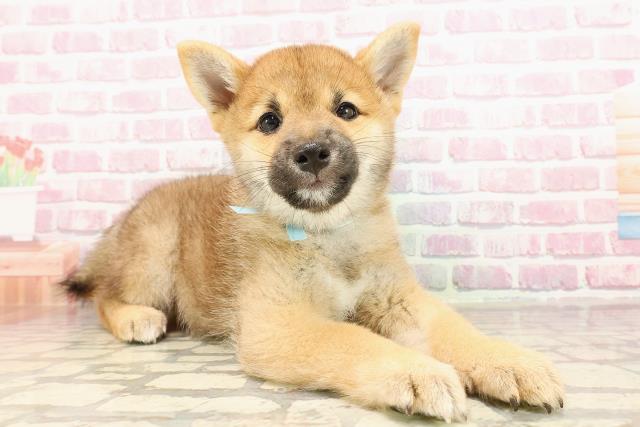 千葉県の柴犬(標準サイズ) (Coo&RIKUアクロスモール新鎌ケ谷店/2025年5月26日生まれ/男の子/赤)の子犬の3枚目の画像
