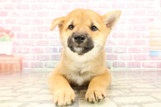 栃木県の柴犬(標準サイズ) (Coo&RIKU小山店/2025年5月26日生まれ/男の子/赤)の子犬の1枚目の画像