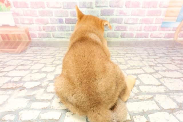 栃木県の柴犬(標準サイズ) (Coo&RIKU小山店/2025年5月26日生まれ/男の子/赤)の子犬の4枚目の画像