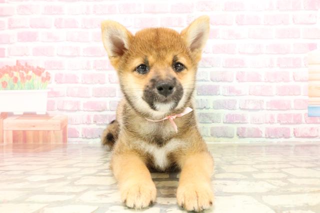 栃木県の柴犬(標準サイズ) (Coo&RIKUイオンタウン佐野店/2025年5月26日生まれ/女の子/赤)の子犬