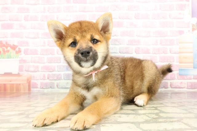 栃木県の柴犬(標準サイズ) (Coo&RIKUイオンタウン佐野店/2025年5月26日生まれ/女の子/赤)の子犬の2枚目の画像