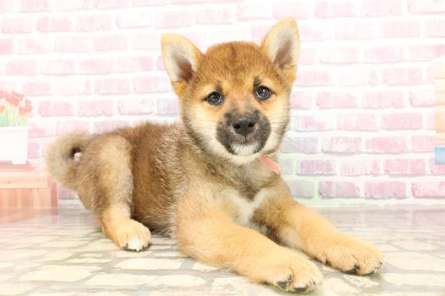 栃木県の柴犬(標準サイズ) (Coo&RIKUイオンタウン佐野店/2025年5月26日生まれ/女の子/赤)の子犬の3枚目の画像