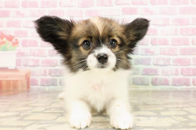 栃木県のパピヨン (Coo&RIKU足利店/2025年5月26日生まれ/女の子/ホワイトブラウン)の子犬の1枚目の画像