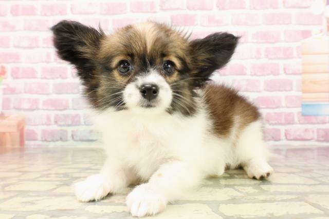 栃木県のパピヨン (Coo&RIKU足利店/2025年5月26日生まれ/女の子/ホワイトブラウン)の子犬の2枚目の画像