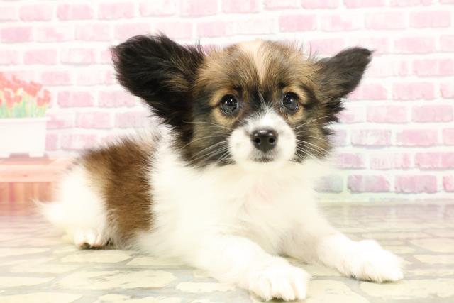 栃木県のパピヨン (Coo&RIKU足利店/2025年5月26日生まれ/女の子/ホワイトブラウン)の子犬の3枚目の画像