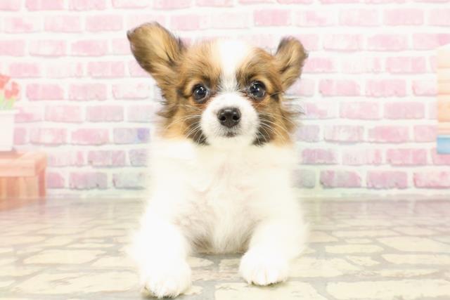 栃木県のパピヨン (Coo&RIKU小山店/2025年5月26日生まれ/女の子/ホワイトブラウン)の子犬の1枚目の画像