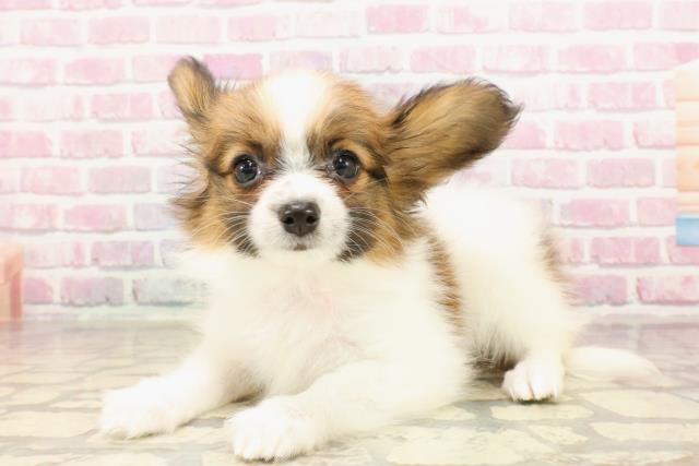 栃木県のパピヨン (Coo&RIKU小山店/2025年5月26日生まれ/女の子/ホワイトブラウン)の子犬の2枚目の画像