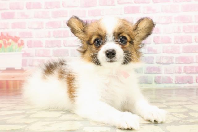 栃木県のパピヨン (Coo&RIKU小山店/2025年5月26日生まれ/女の子/ホワイトブラウン)の子犬の3枚目の画像