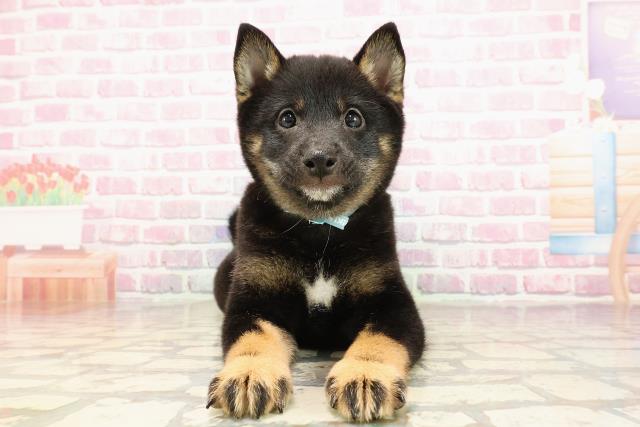 北海道の豆柴 (Coo&RIKU札幌東店/2025年5月30日生まれ/男の子/黒)の子犬の1枚目の画像