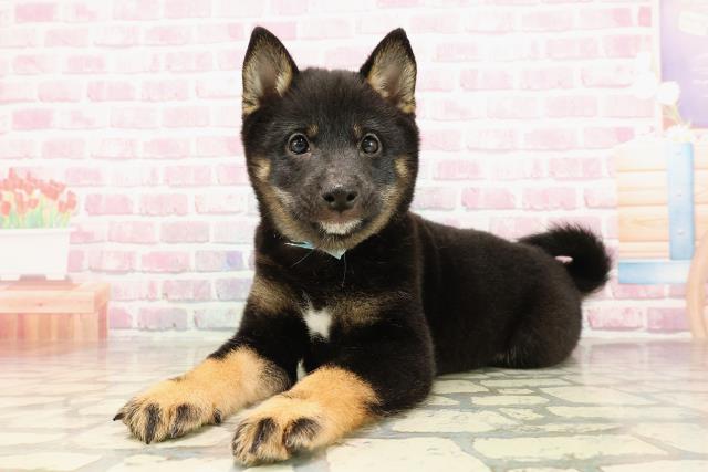 北海道の豆柴 (Coo&RIKU札幌東店/2025年5月30日生まれ/男の子/黒)の子犬の2枚目の画像