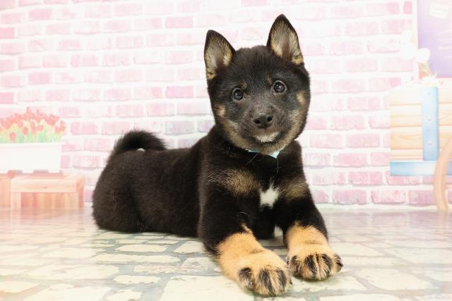 北海道の豆柴 (Coo&RIKU札幌東店/2025年5月30日生まれ/男の子/黒)の子犬の3枚目の画像