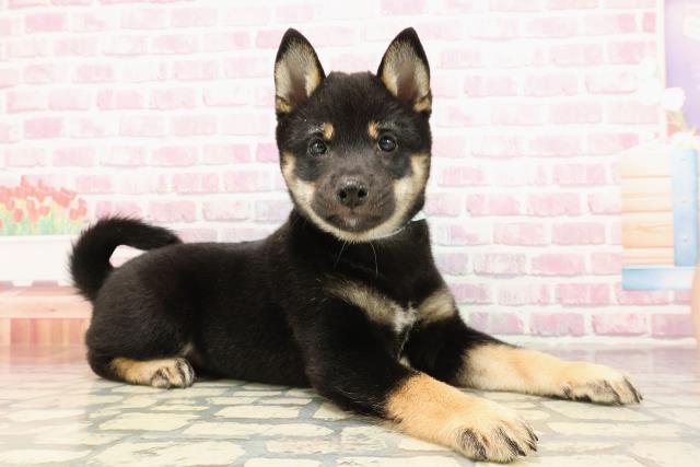 新潟県の豆柴 (Coo&RIKU長岡店/2025年5月30日生まれ/男の子/黒)の子犬の3枚目の画像
