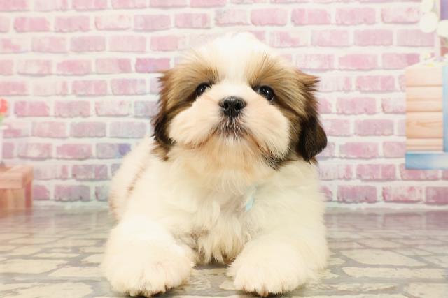 東京都のシーズー (Coo&RIKU東久留米店/2025年5月30日生まれ/男の子/ホワイトゴールド)の子犬の1枚目の画像