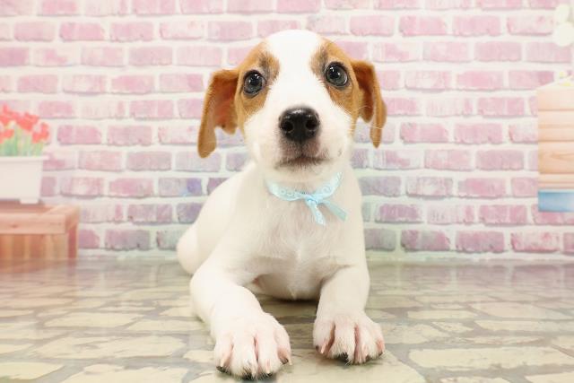 千葉県のジャックラッセルテリア (Coo&RIKU南柏店/2025年5月31日生まれ/男の子/ホワイトタン)の子犬