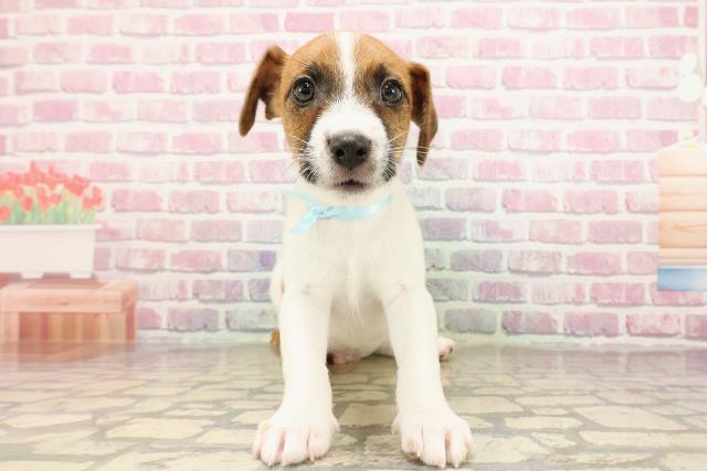 三重県のジャックラッセルテリア (Coo&RIKU四日市店/2025年5月31日生まれ/男の子/ホワイトタン)の子犬の1枚目の画像