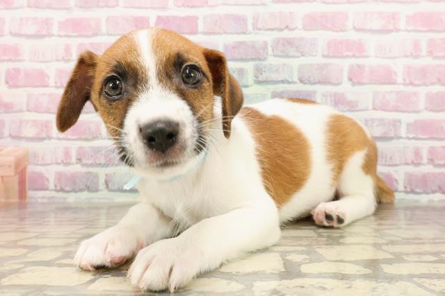 三重県のジャックラッセルテリア (Coo&RIKU四日市店/2025年5月31日生まれ/男の子/ホワイトタン)の子犬の2枚目の画像