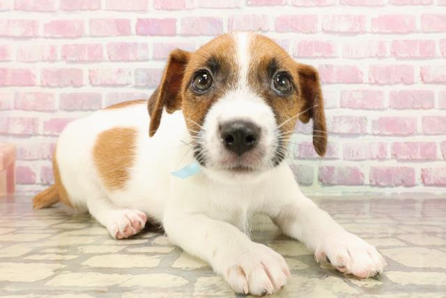 三重県のジャックラッセルテリア (Coo&RIKU四日市店/2025年5月31日生まれ/男の子/ホワイトタン)の子犬の3枚目の画像