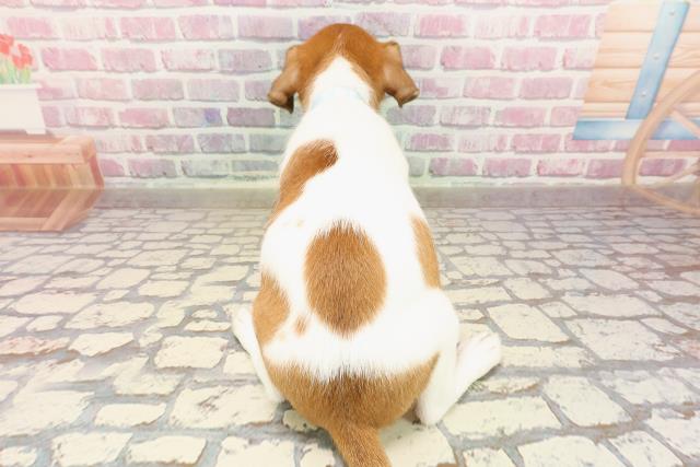 三重県のジャックラッセルテリア (Coo&RIKU四日市店/2025年5月31日生まれ/男の子/ホワイトタン)の子犬の4枚目の画像