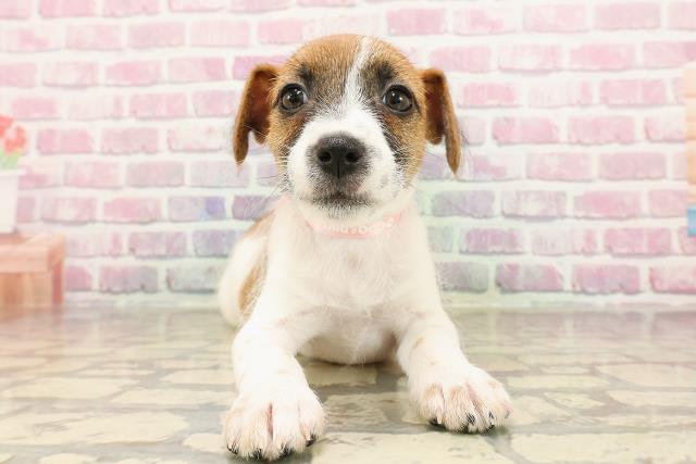 栃木県のジャックラッセルテリア (Coo&RIKU足利店/2025年5月31日生まれ/女の子/ホワイトタン)の子犬の1枚目の画像