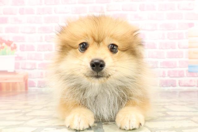 愛知県のポメラニアン (Coo&RIKU名古屋みなと店/2025年5月15日生まれ/男の子/オレンジ)の子犬の1枚目の画像