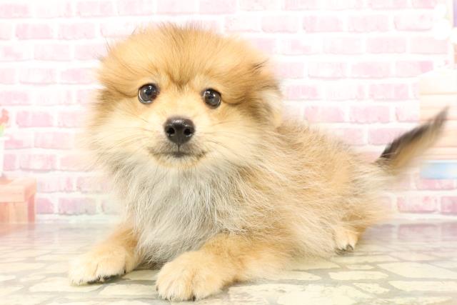 愛知県のポメラニアン (Coo&RIKU名古屋みなと店/2025年5月15日生まれ/男の子/オレンジ)の子犬の2枚目の画像