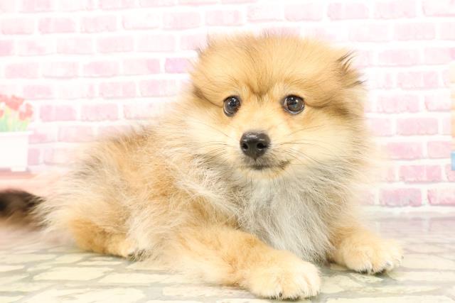 愛知県のポメラニアン (Coo&RIKU名古屋みなと店/2025年5月15日生まれ/男の子/オレンジ)の子犬の3枚目の画像