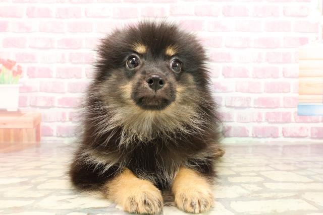 愛知県のポメラニアン (Coo&RIKU東海一宮店/2025年5月15日生まれ/女の子/ブラックタン)の子犬の1枚目の画像