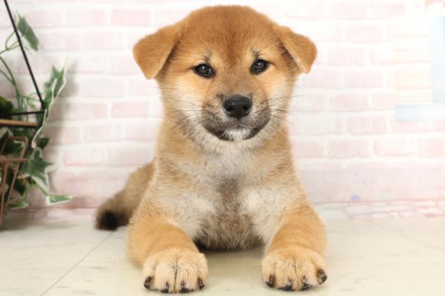兵庫県の柴犬(標準サイズ) (Coo&RIKU姫路店/2025年2月4日生まれ/男の子/赤)の子犬の1枚目の画像