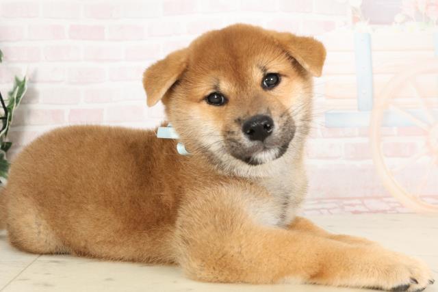 兵庫県の柴犬(標準サイズ) (Coo&RIKU姫路店/2025年2月4日生まれ/男の子/赤)の子犬の2枚目の画像
