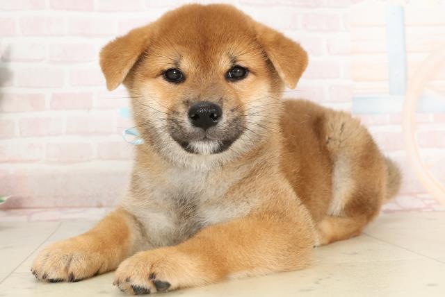 兵庫県の柴犬(標準サイズ) (Coo&RIKU姫路店/2025年2月4日生まれ/男の子/赤)の子犬の3枚目の画像