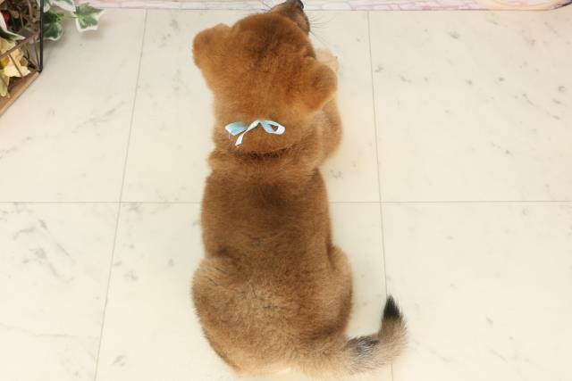兵庫県の柴犬(標準サイズ) (Coo&RIKU姫路店/2025年2月4日生まれ/男の子/赤)の子犬の4枚目の画像