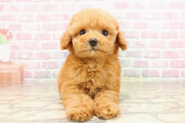 東京都のトイプードル(トイ) (Coo&RIKU下北沢店/2025年6月2日生まれ/女の子/レッド)の子犬